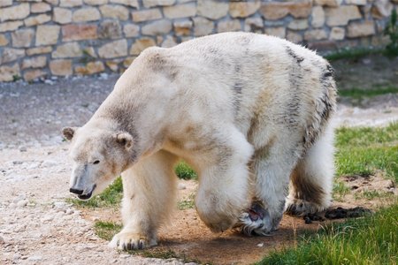 HAIGE KARU: Jääkaru Nord pandi magama, kuna tema käpp oli põletikus ega paranenud. Seda on näha ka möödunud aastal tehtud fotolt.