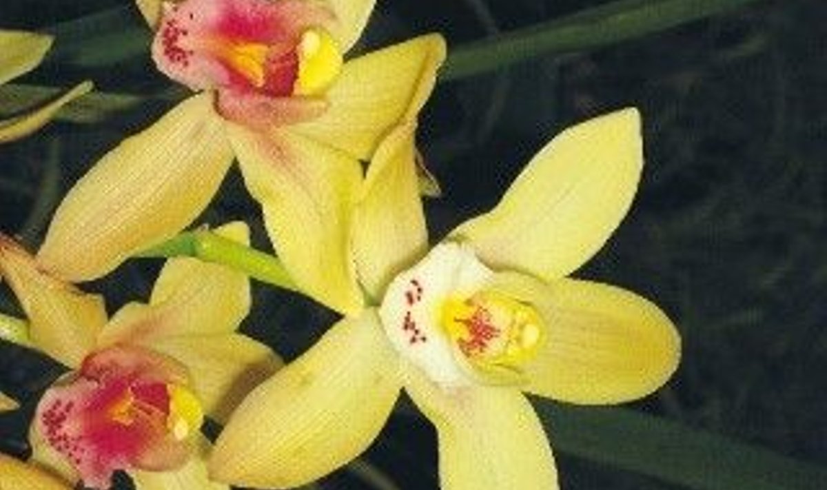 orhidee25