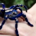 Jahmatav VIDEO | Kui suur on sinu hirm ämblike ees? Vaata, kuidas surmavalt mürgine tarantel omaniku käe peal hiilib