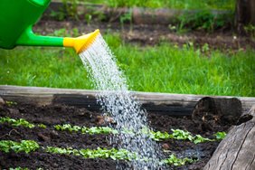 Miks nutikad aednikud kastavad taimi kohe pärast vihma?
