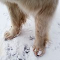 Tõeliselt hooliv koeraomanik ostab oma lemmikule talvesaapad