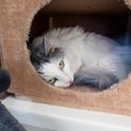 Женщина обвиняет ветеринарную клинику в смерти кота, врачи не согласны