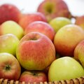 Sügisel annab palju ära teha, et järgmisel aastal oleks vähem õunausse