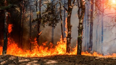 Ökoärevus – kas pelgalt moevärk või tõsine häire?