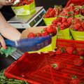 Kuumalaine küpsetab maasikad kiiresti valmis ja viib hinna alla