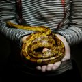 HOROSKOOP: mao märgi all sündinud inimene on salapärane ja kütkestav, kuid sageli ohtlik ja petlik