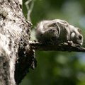 Один из самых необычных жителей эстонских лесов — белка-летяга
