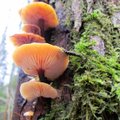 Leili metsalood | Talvine seeneaeg on käes