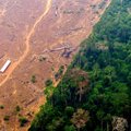 GRAAFIK | Valimised kaotanud Brasiilia president jõudis mõne aastaga hävitada tohutu pindala Amazonase vihmametsadest