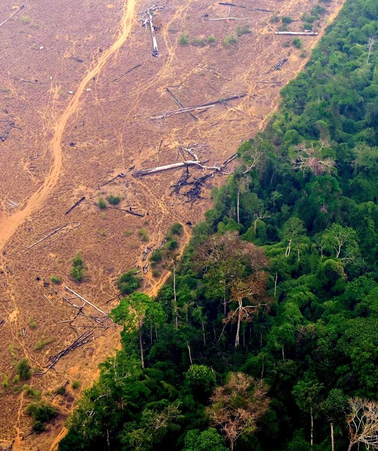 Hävitatud Amazonas