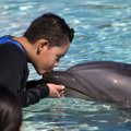 Uuring: delfiinid otsivad sõpru inimestele sarnaselt