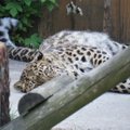 Tallinna loomaaia vanurleopard sai abistava kaldtee