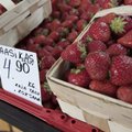 Maasikakasvataja: on mõne aasta küsimus, mil teised sordid 'Polka' kõrvale tõrjuvad