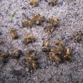 Putukamürk võis põhjarannikul põhjustada mesilaste surma