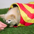 VIDEO | Õpeta oma koerale üks trikk: käsklus "tunnel"