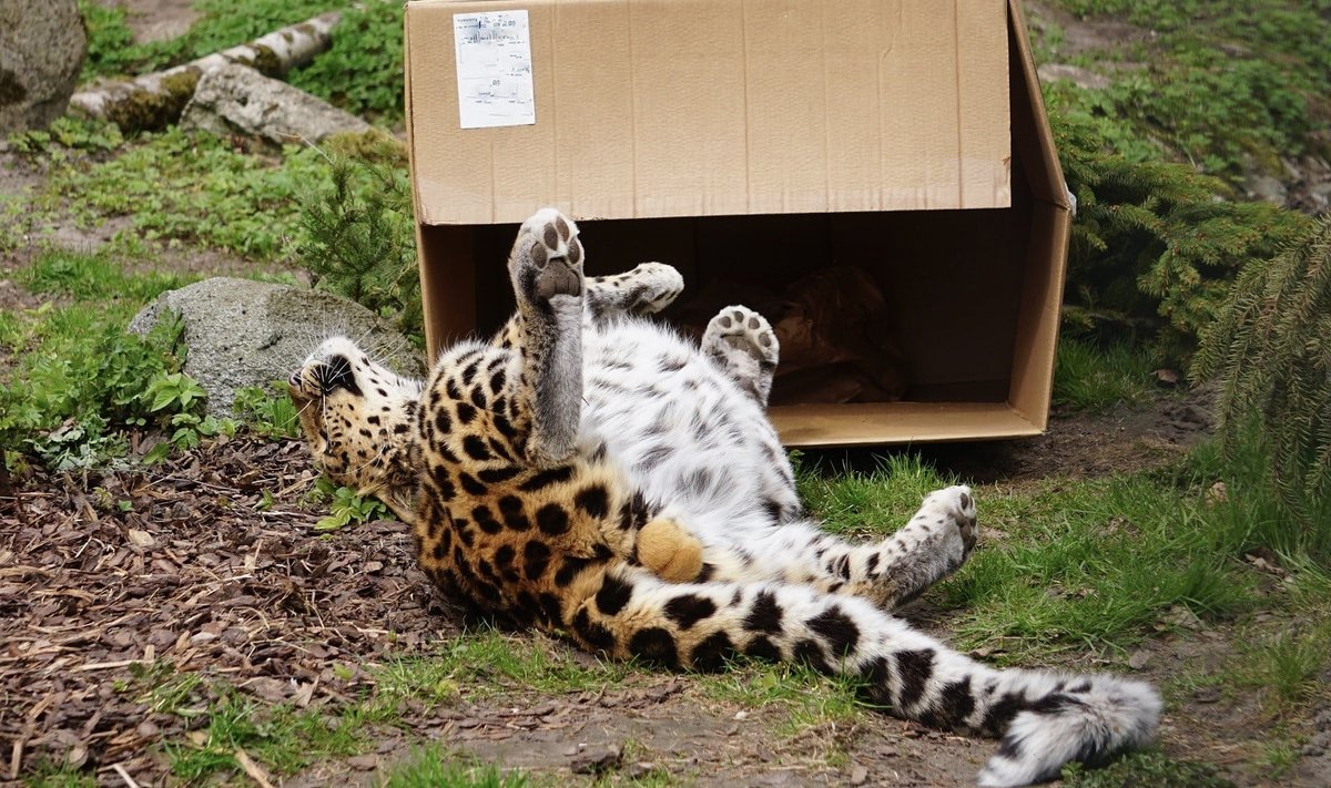Leopard Alexei