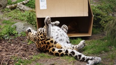 VIDEO | Pappkastid meeldivad ka suurtele kiisudele! Vaata, kuidas seda kasutab Tallinna loomaaia leopard