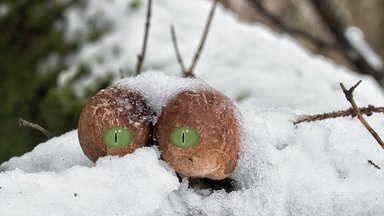 За грибами зимой: что можно найти в лесу?