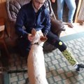 FOTOD | Loomade tapmise eest vangis istunud noormees petab heausksetelt koeri välja