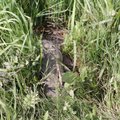 ГЛАВНОЕ ЗА ДЕНЬ: В Тарту на поле нашли огромную змею - ищут хозяина, а британская The Guardian раскритиковала проект Рейди теэ