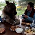 Uskumatu VIDEO: Piknik koos kaisukaruga, ainult, et päriselt!