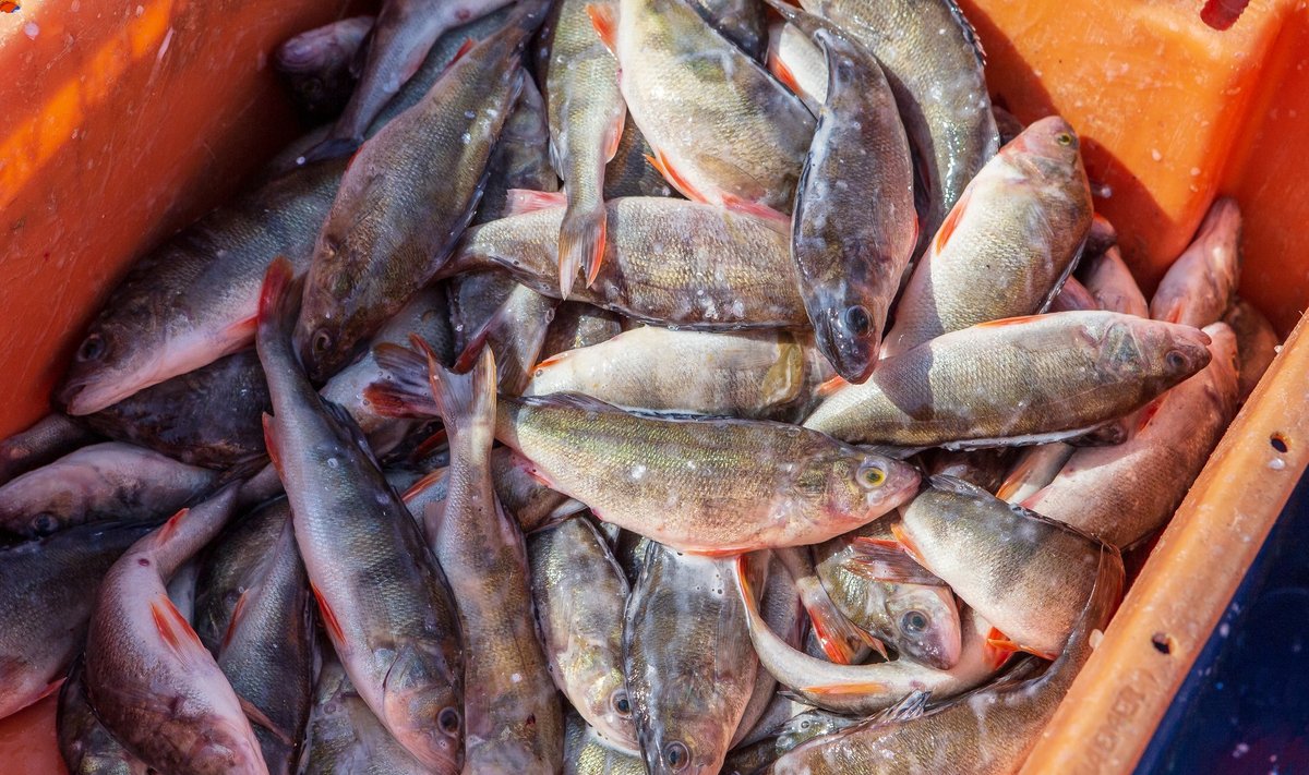 Kuigi kala püütakseEestis viis korda rohkem kui tarbitakse, ei rahulda kilu ja räim kõikide kalasõprade vajadusi ning tarbija soovib mitmekesisemat valikut.
