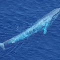 Värske teadusuuringu järgi said suurimatest vaaladest tõelised hiiglased alles suhteliselt hiljuti