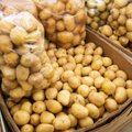 Aiaomanikud valmistuvad suuremaks kartulikasvatuseks, "Jõgeva kollase" seeme sai otsa mõne nädalaga