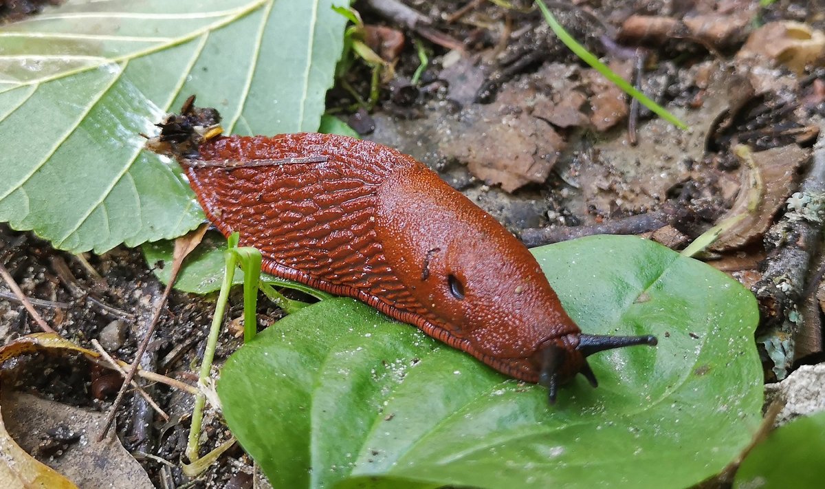 Lusitaania teetigu,hispaania teetigu, Arion lusitanicus, Arion vulgaris