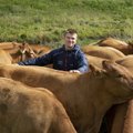 Põllumees Andres Vaan: võtkem eeskuju Iirimaast, kus lihaveiseid on kümme korda rohkem