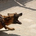 Jalutusrihmast tingitud agressioon: mida teha, kui koer kipub rihma otsas haukuma ja urisema?