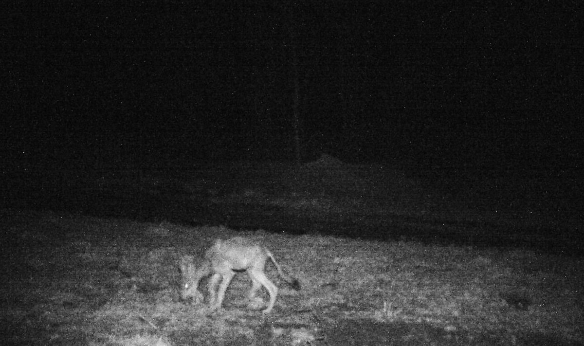 Rajakaamera pilt kärntõves hundist Tartumaal.