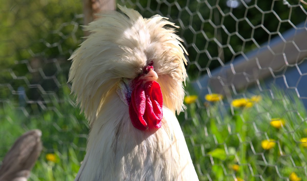 Hollandi valgepea on Padova (paduaani) kanatõu alamliik, kes on tuntud harja ilmestavate sulgede tõttu. Hollandi valgepea (ingl White-Crested Black Polish) on üks paduaani värvivariante. Efektse välimuse tõttu peetakse neid peamiselt dekoratiivlindudena. Aastas munevad nad umbes 155 väikest valget muna. Kuked kaaluvad 1,8–2,3 kg ja kanad 1,5–2 kg. Hollandi valgepead on teistest kanadest veidi väiksemad, kuid sobivad hästi kokku ka suuremate kanadega. Oluline on arvestada, et nad ehmatavad kergesti, sest pead kattev suletutt piirab vaatevälja. Muidu on nad pigem rahulikud, aeglased ja sõbralikud ning kohanevad uute tingimustega hästi. Algajale kanapidajale neid siiski ei soovitaks, sest Hollandi valgepead ei ole külmema kliimaga eriti hästi kohastunud. Kui “soeng” märjaks saab, võivad nad kergesti külmetuda. Mõned linnukasvatajad kuivatavad külmemal ajal nende pead. Kuna tõug on inimese aretatud, on tibud koorudes nõrgemad kui enamikul teistel kanatõugudel. Muret võib tekitada seegi, kui “soengusse” asuvad elama harjalestad. Silmapõletikud tekivad sellel tõul samuti kergesti.