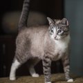 KODULEIDJA | Siiami kassi meenutav Fifa võlub oma hea iseloomu ja suurte silmadega
