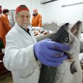 Eesti kalatootja oma firma pihta sihitud süüdistustest: meie seadsime tingimused, aga taanlased omavolitsesid ja rikkusid neid
