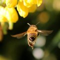 Mis juhtub, kui mesilane otse silma nõelab? Üks mees sai seda ise kogeda