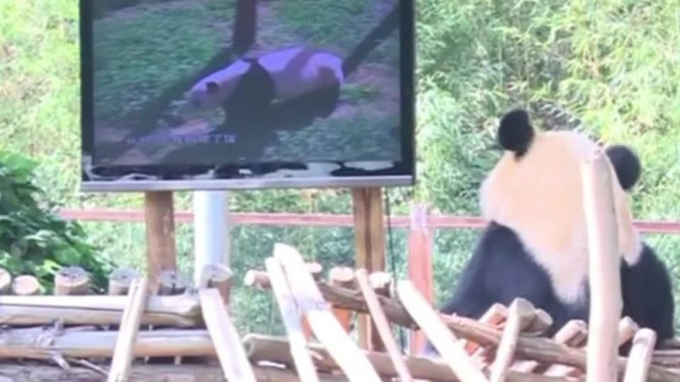 Üksik panda sai endale televiisori - Delfi TV