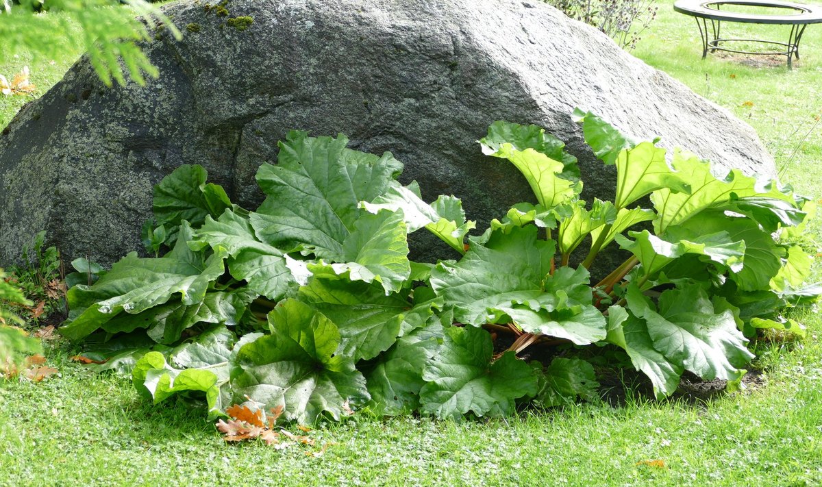 Rabarberilehed on kauni kujuga ja rohelised terve suve.