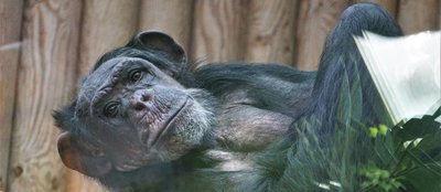 Šimpansitele meeldisid eriti telefonihelinad
