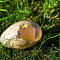 Miks ja millal meie imetajatest esivanemad lõpetasid munemise?