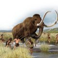 Paljud pikad Euroopa mehed põlvnevad iidsetest mammutiküttidest