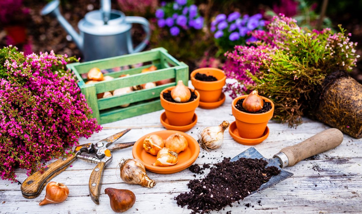 Bulbs,Of,Flowers,Ready,For,Autumn,Planting.