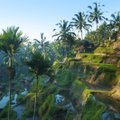 Juba homme! Indoneesia reisihommik tutvustab Bali paradiisisaart