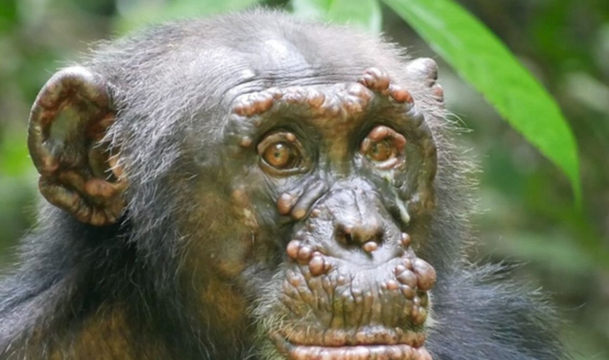 Leeprasse haigestunud šimpans