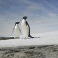 Peidetud tulemäed: Antarktika jääkilbi alt avastati maailma suurim vulkaanidevõrgustik
