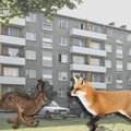 Дикие животные в городе. Почему в Таллинне все чаще можно встретить лису или зайца?