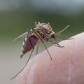 Эстонский медик объясняет: как избежать и побыстрее смягчить последствия укусов клещей, комаров и слепней