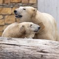 Tallinna loomaaia jääkarud saavad lisakaunistuseks näituse