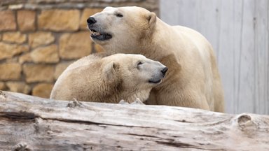 Tallinna loomaaia jääkarud saavad lisakaunistuseks näituse