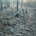 Narva lähistel põleb ligi kuus hektarit metsa ja maastikku